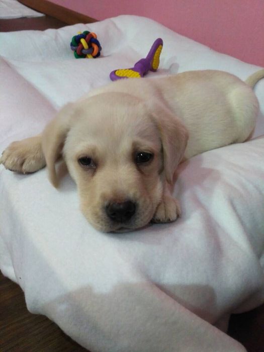 Лабрадор шукає дівчинку (Одеса)