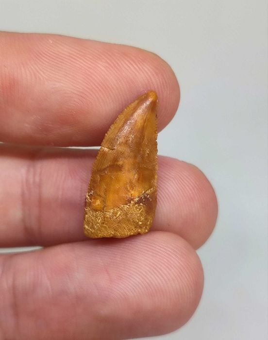 Fóssil dente Raptor
