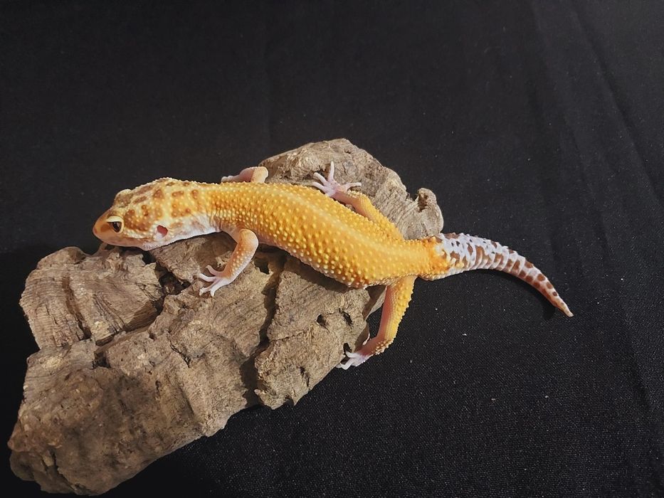 Gekony lamparcie samiczki