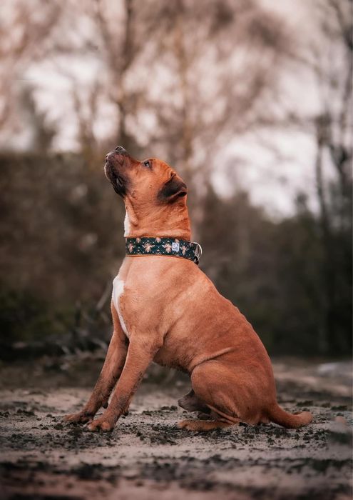 Pies do adopcji. Ttb do adopcji. Psiak szuka domu. Clyde szuka domu