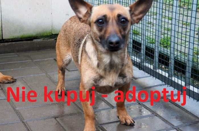 Mała  Beki szuka rodziny