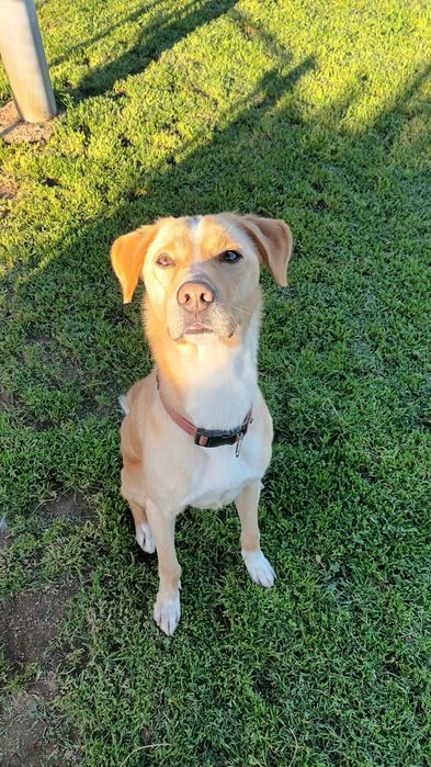 Cão resgatado jovem e dócil