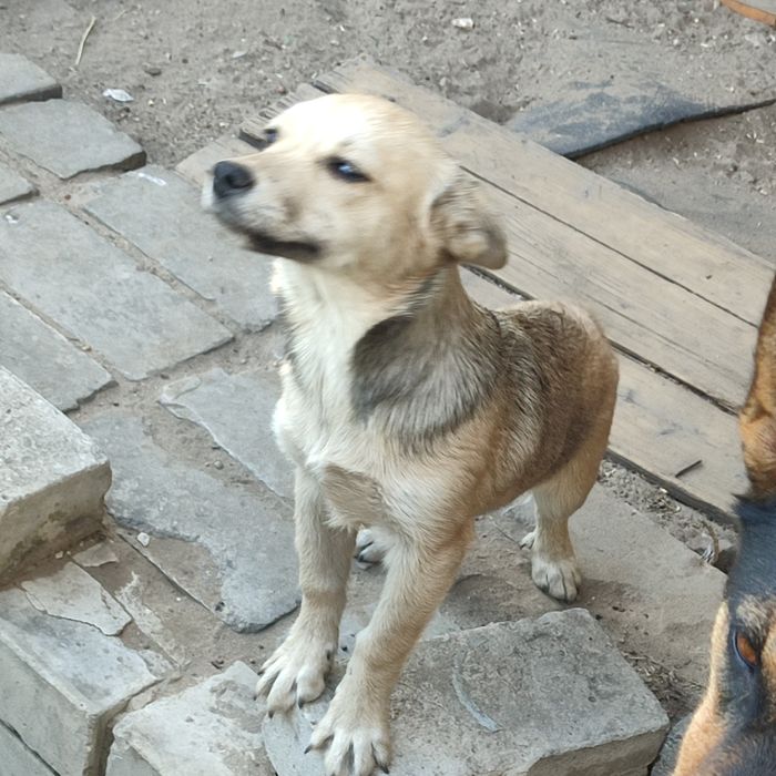 Отдам щенят в добрые руки!