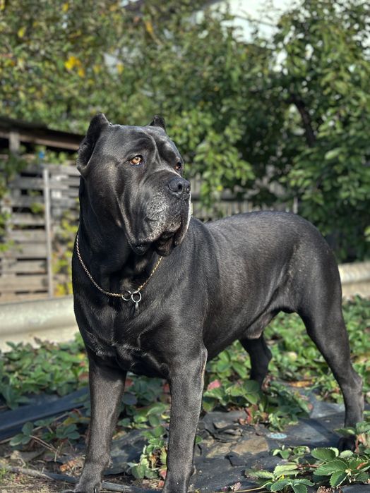 Вязка кане корсо ,кобель с документами