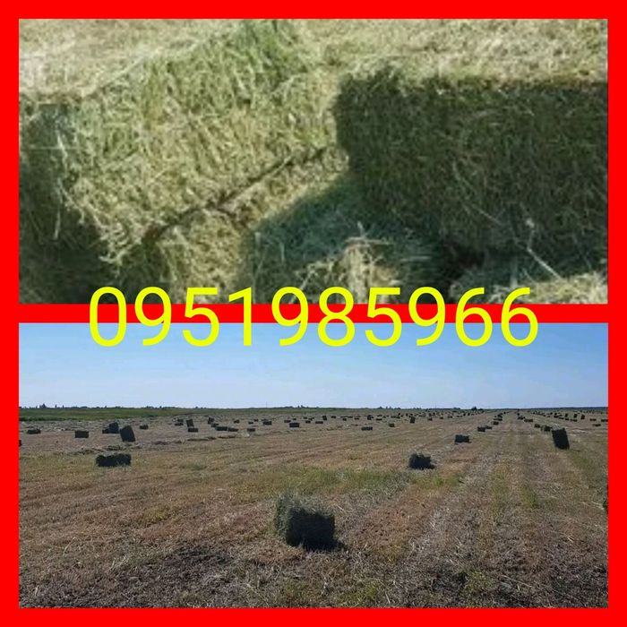 ‼️СІНО З ДОСТАВКОЮ от 1 шт, сено в тюках мешках (пырей). Большие объёмы. Отличное качество.