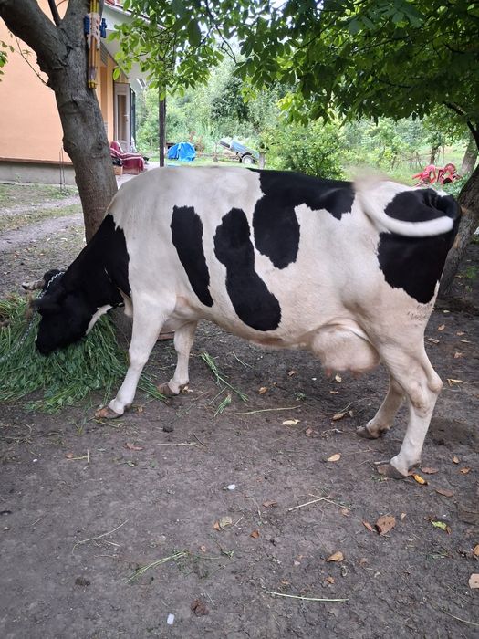 Продається корова.