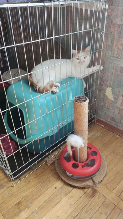 Котики - перетримка у великих боксах