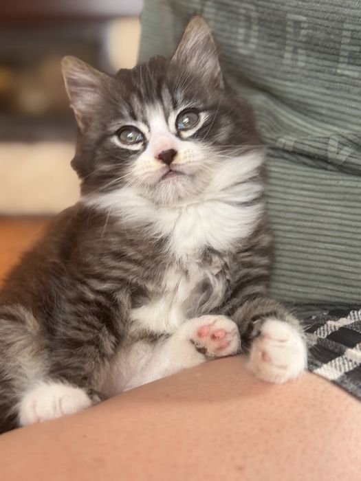 Котик шукає люблячих батьків