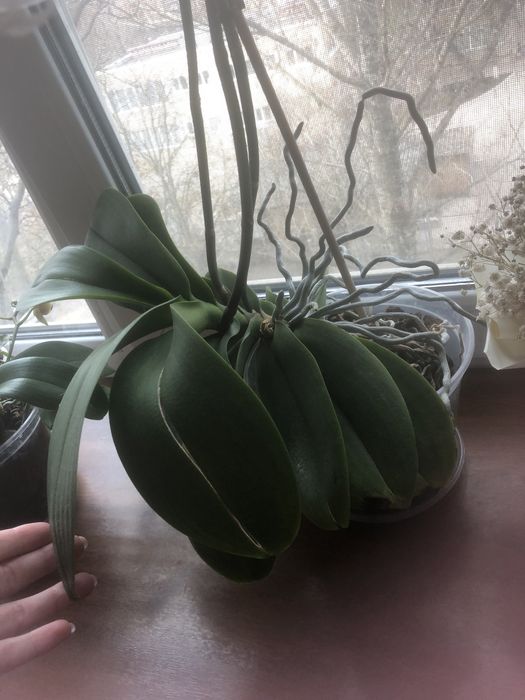 Продам красуні Орхідеї