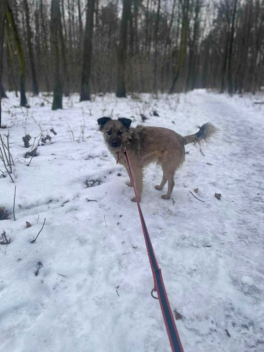 Nypel szuka domu schronisko Zgierz -aktualne