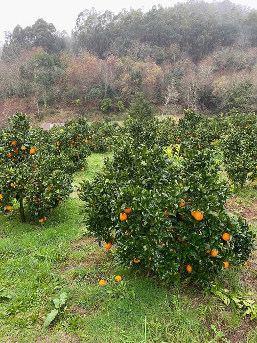 Laranjas Amares, Laranjas Umbigo, Laranjas da Baía, Limão, Tangerinas.