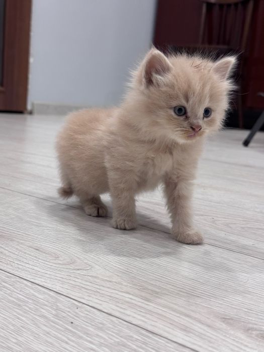 Котята себирская кошка