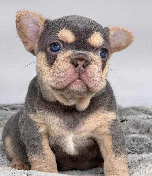 Малиш блакитний колір