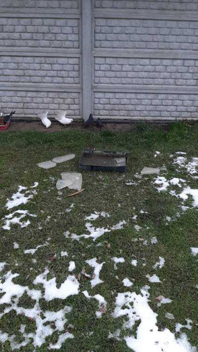 6szt pawików Do negocjacji. Kontakt SMS