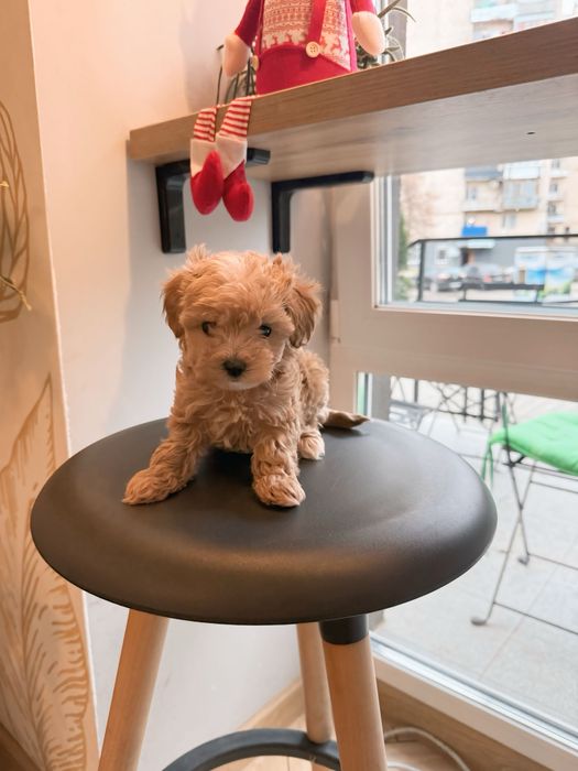 Maltipoo Мальтіпу ф1