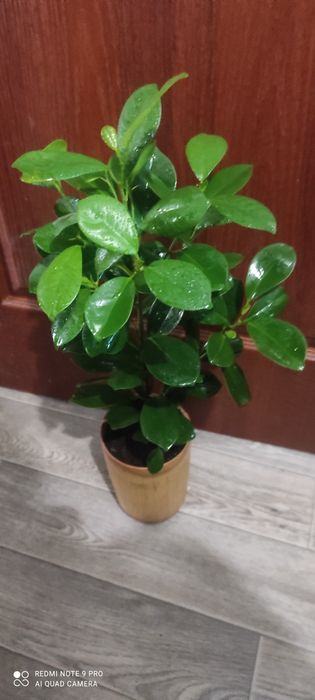 Фикус мокламе красивый цветок
