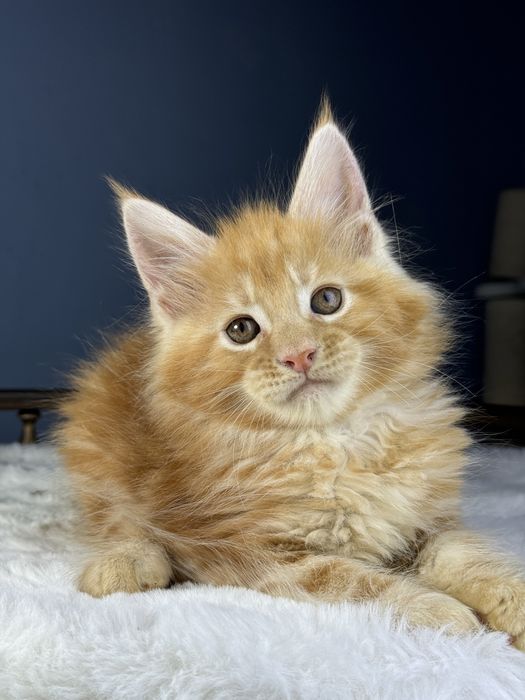Яркий рыжий котенок мейн кун мальчик 2 месяца