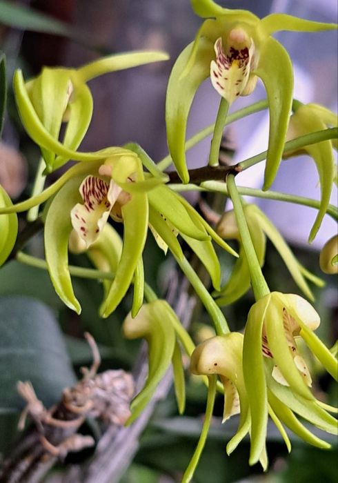 Vendo Dendrobium Hilda Poxon adulto e em flor