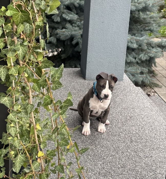 American stafordschire terrier