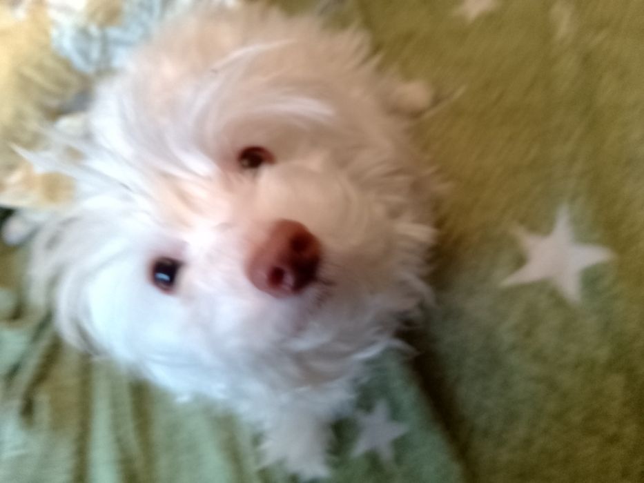 Продаю собаку  китайська чубата