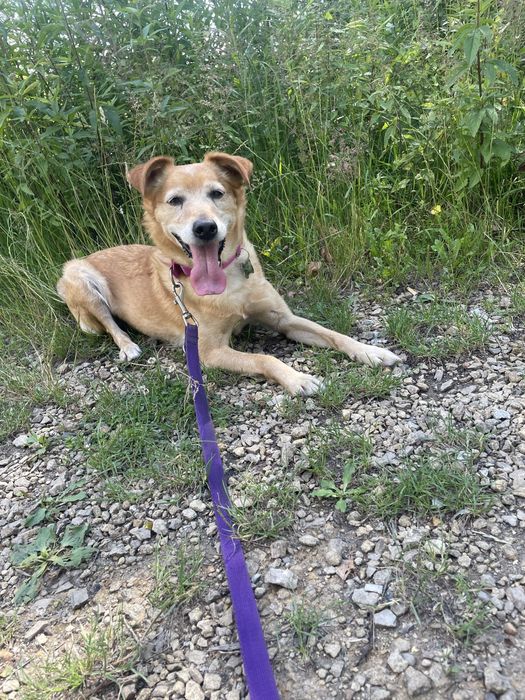 Wesoła Bronia szuka domu