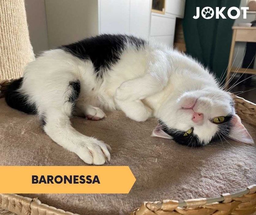 Baronessa - śliczna krówka pilnie szuka domku!