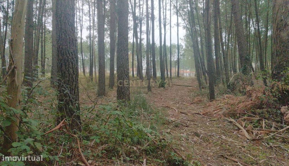 Terreno Rustico com pinheiros - Maceira.
