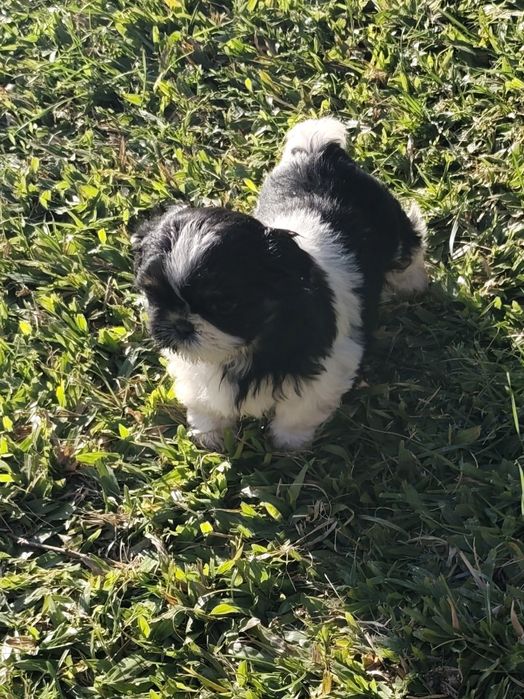 Shih-Tzu fêmea disponível