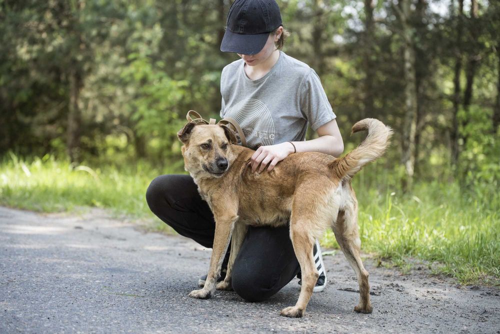 Piękna jasna sunia Sella szuka aktywnego opiekuna na zawsze