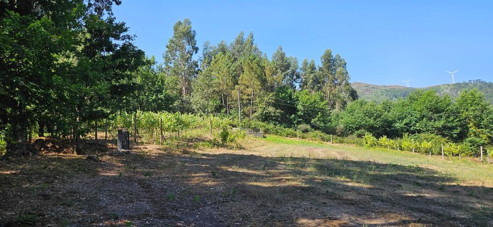 Terreno agrícola com 8.700 m² em Basto (S. Clemente), Celorico de Basto