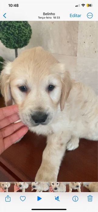 Golden retriever fantastico