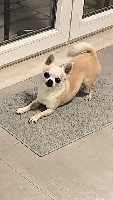 Procuro namorada Chihuahua Miniatura