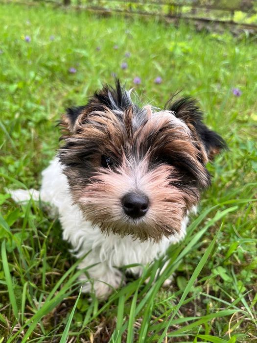 Продається дівчинка міні бівер йорк. Має всі  відповідні документи КСУ