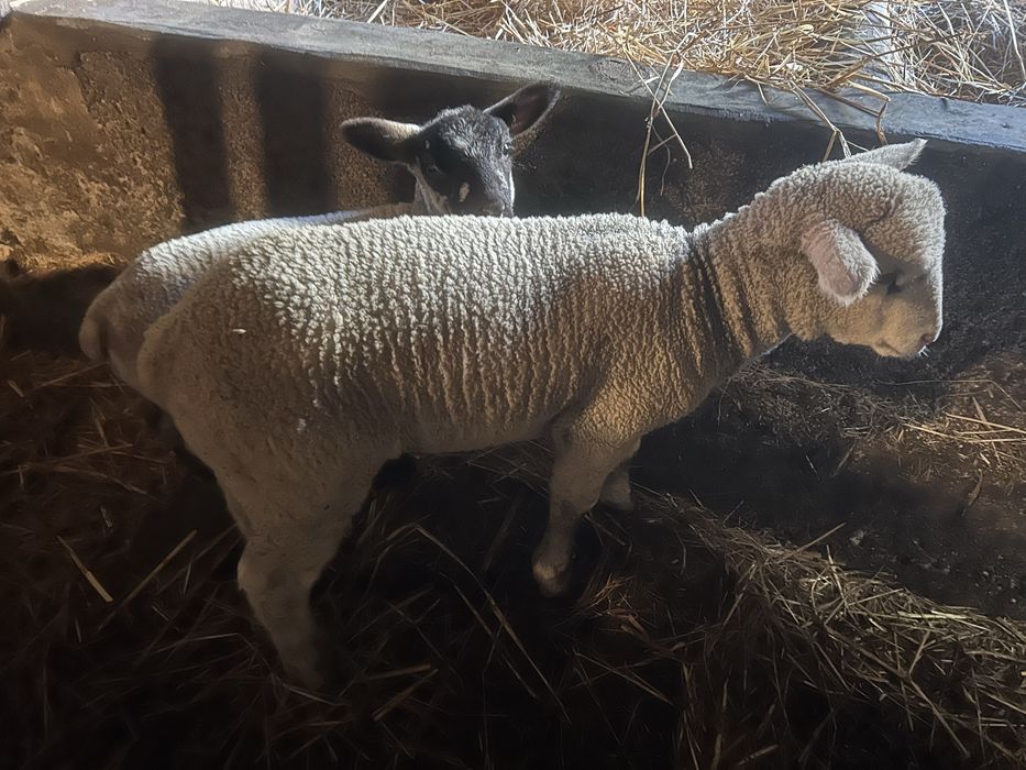 Animais de quinta burregos