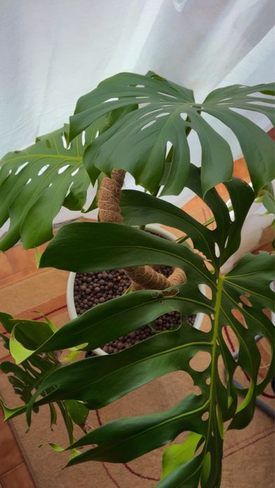 Linda Costela de Adão (Monstera) - Completa com Vaso e Suporte