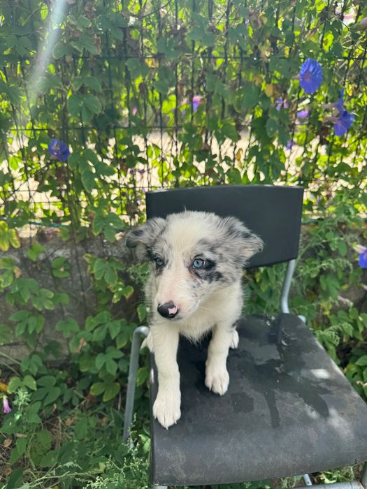 Menina Border Collie Merle Linda