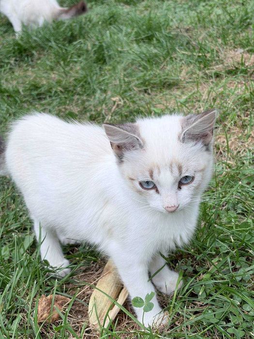 Віддаємо котиків у хороші руки