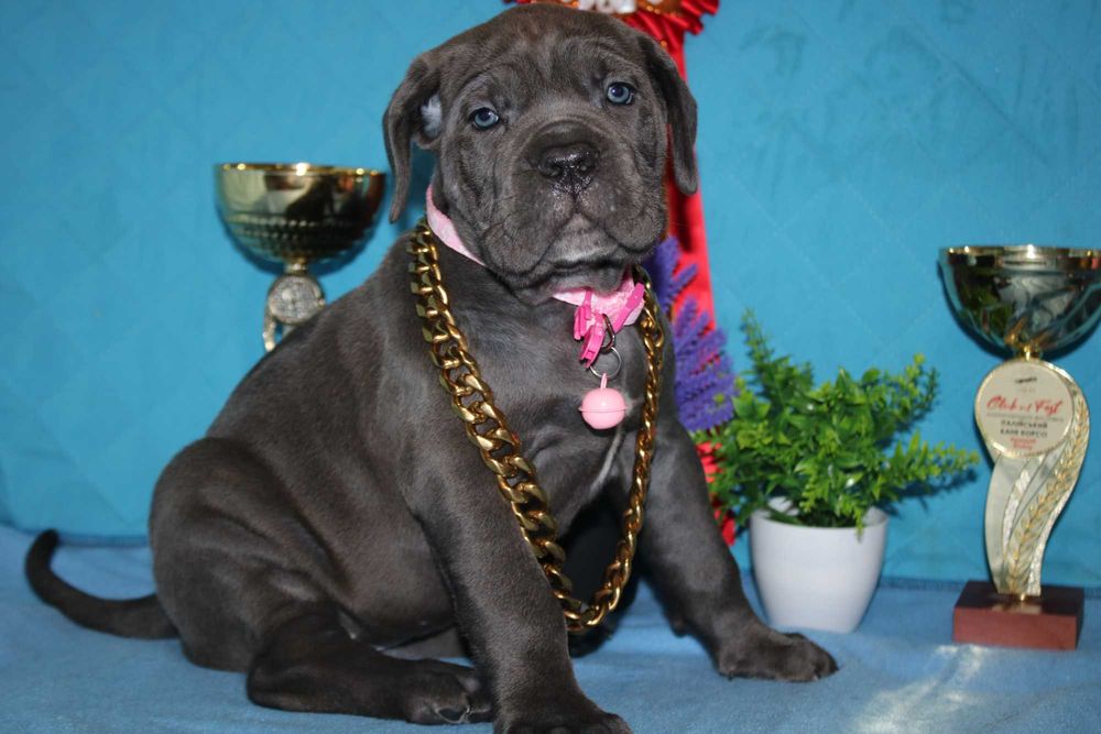 Міць та сила, Кане Корсо, цуценя