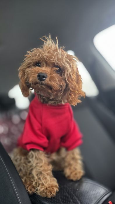 Cavapoo F1b piesek