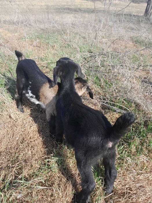 Продам КОЗЕНЯТ від 100 до 500 грн.