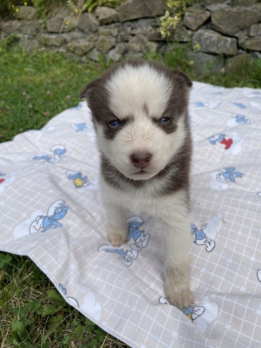 Szczeniaki Husky Syberyjski
