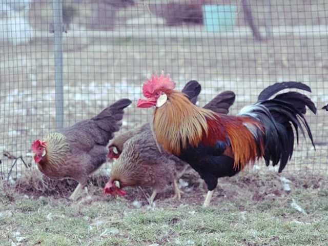 Інкубаційне яйце.(Курчата) Леггорн – синя, куріпчаста, мармурова.