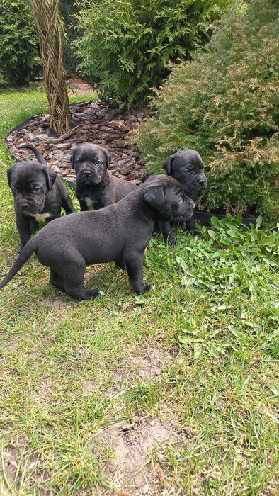 Цуцики Кане Корсо