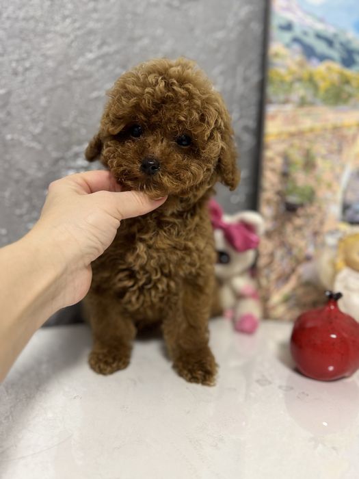 Єдиний хлопчик той пудель 3,5 місяці | FCI |Toy poodle ready to move