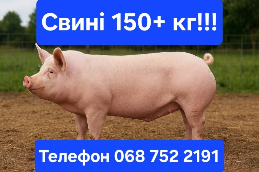 Продам домашніх свиней живою вагою