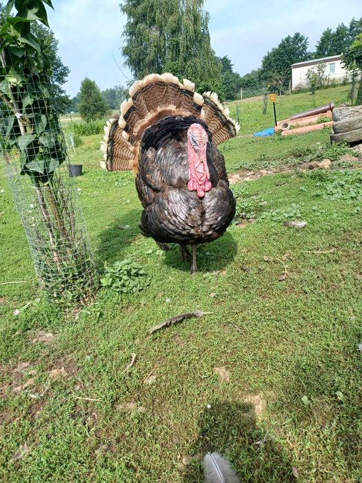 Kaczki ruanskie francuskie bieguski