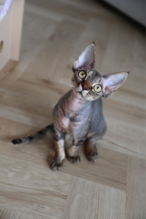 Koteczka Devon Rex