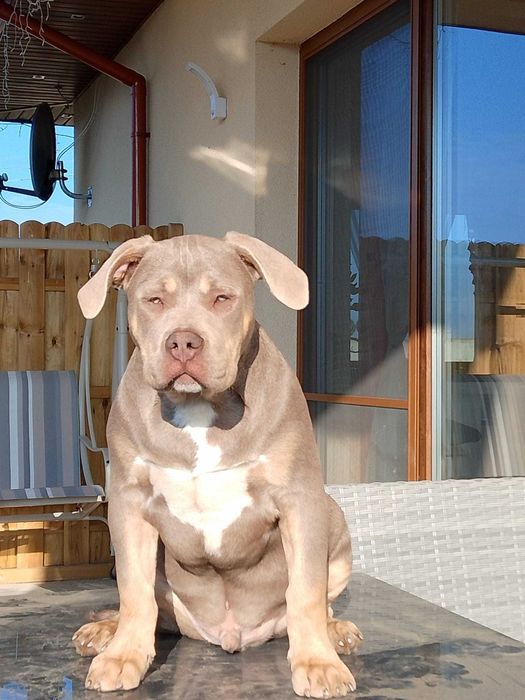 american bully xl  lilc tri pies  abkc 4 miesiecy