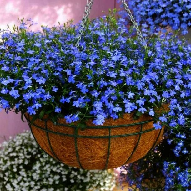 Lobelia zwisająca niebieska błękity wodospad na balkon