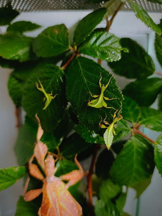 Liściec / straszyk / phyllium tobeloense 'galela'